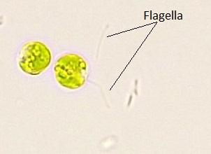 Dos algas verdes unicelulares del género Chlamydomonas