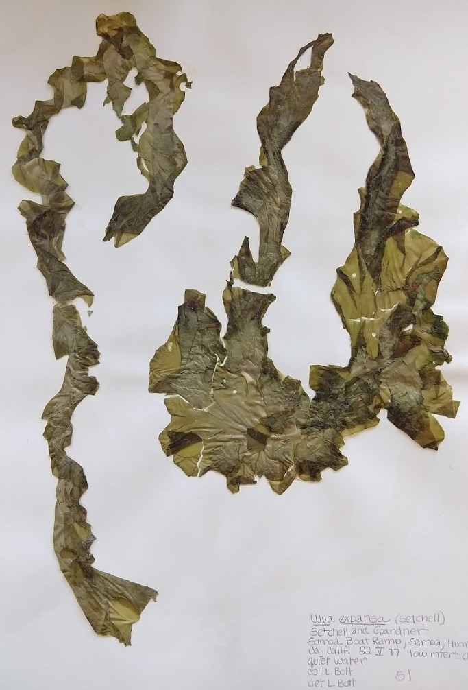 Un ejemplar de herbario de una alga verde multicelular