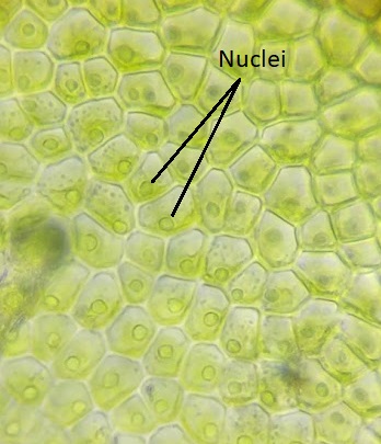 Células ulva bajo el microscopio con núcleos marcados