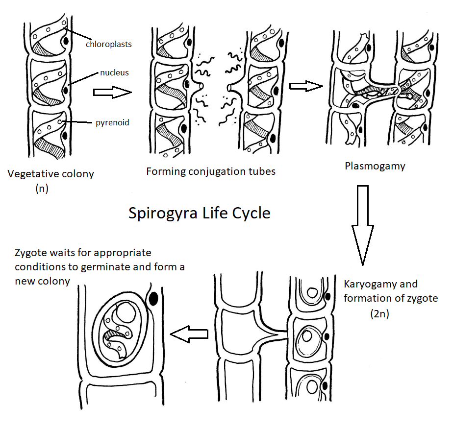 Diagrama del ciclo de vida de Spirogyra