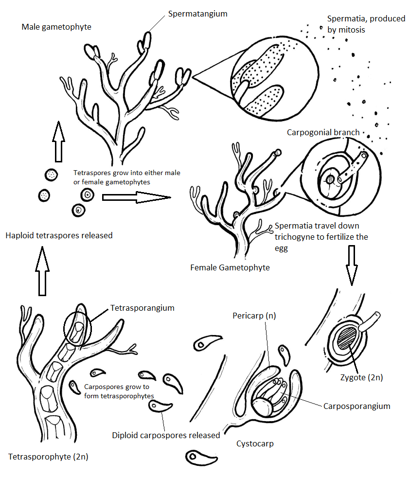 Polysiphonia life cycle diagram
