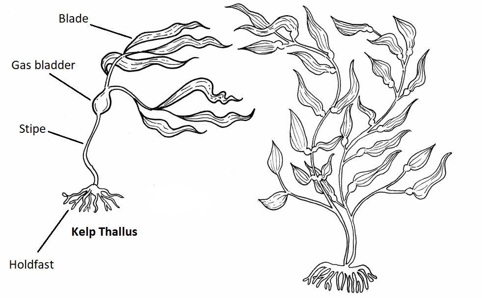 A kelp thallus with labeled anatomy