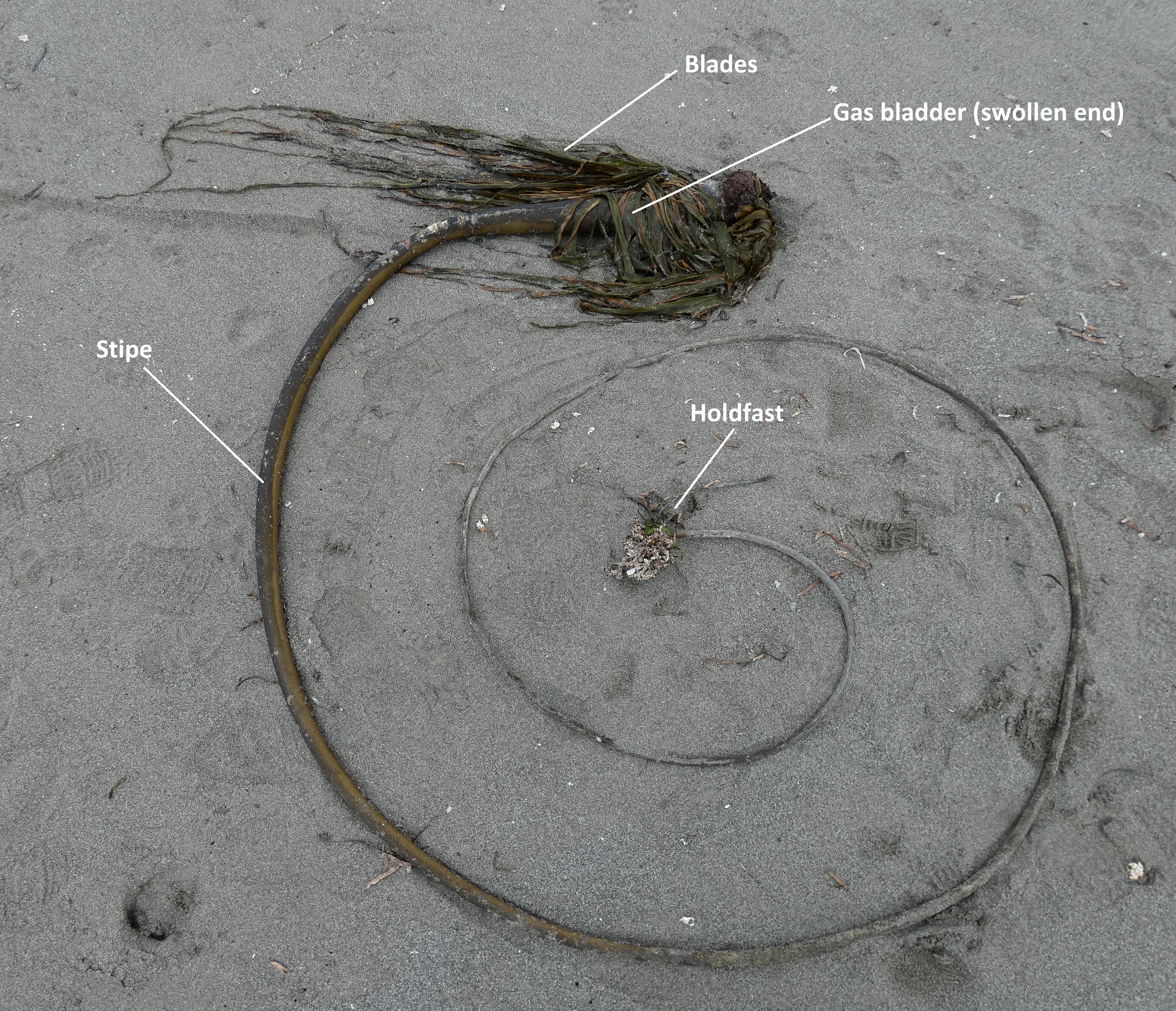 A bull kelp thallus on the beach that has been curled into a spiral