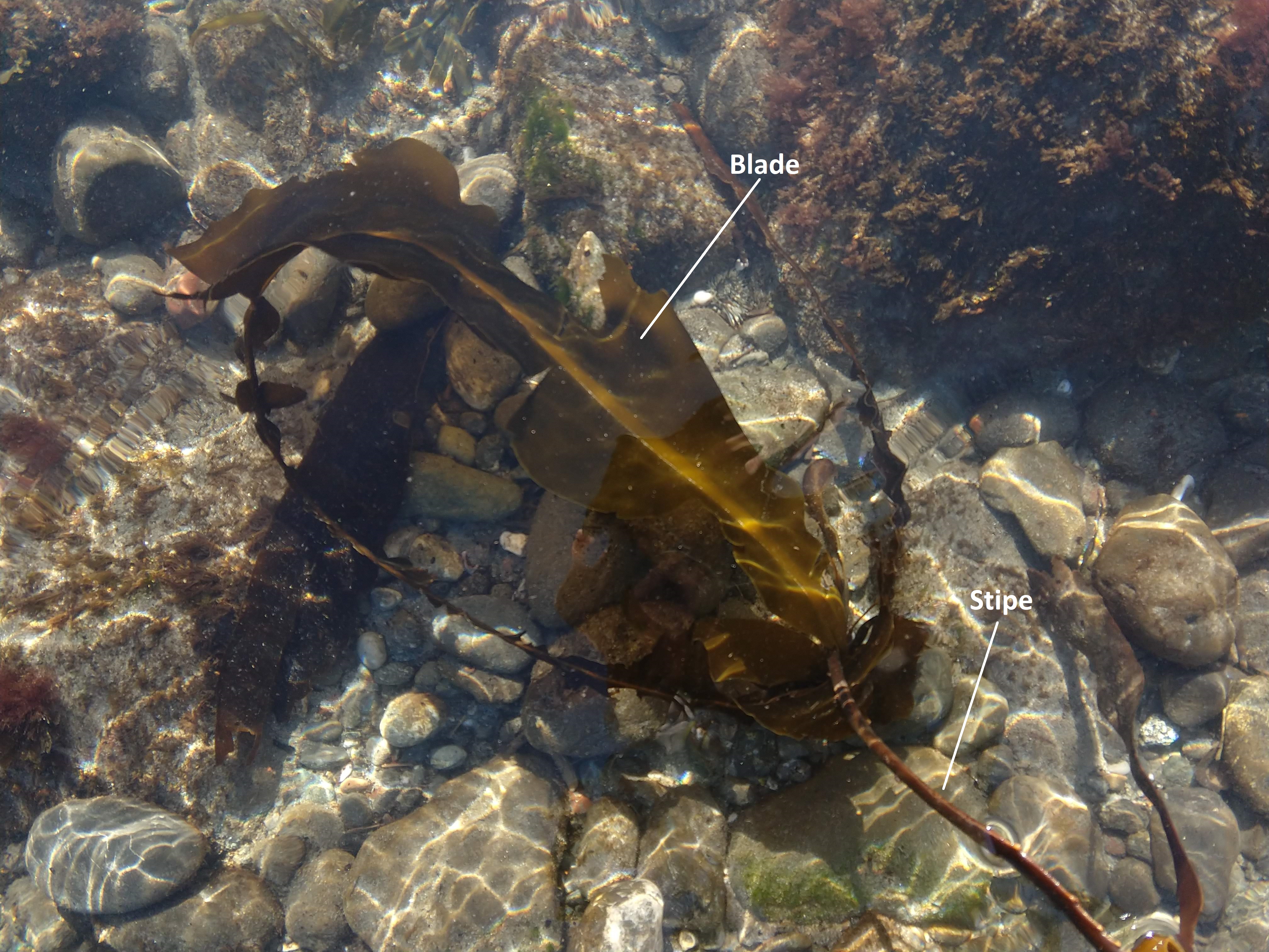A kelp thallus with a single large blade