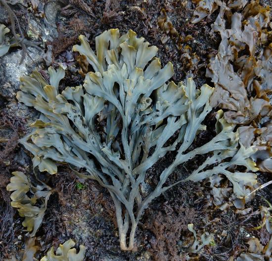 A Fucus thallus with branches splitting into smaller and smaller Y-shapes