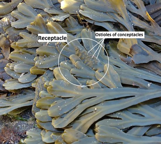 A close up of the Fucus thallus showing the receptacle and conceptacle bumps