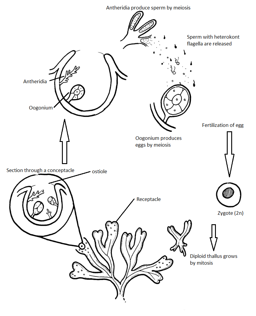 Fucus life cycle diagram
