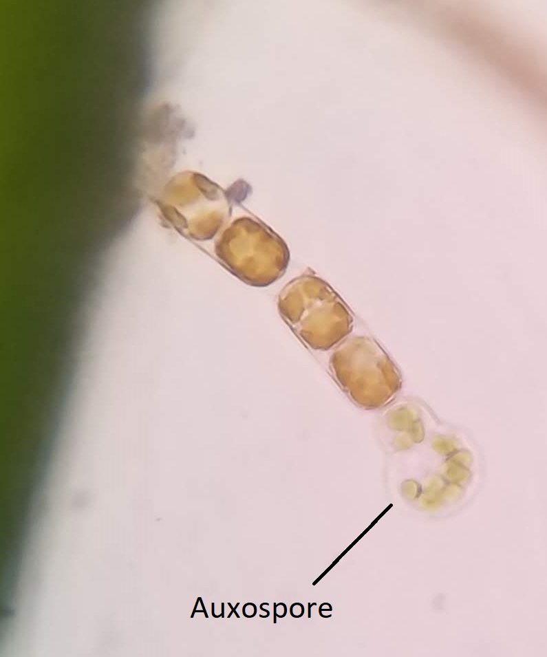 Una colonia de diatomeas epífitas que produce una auxosporas terminales grandes