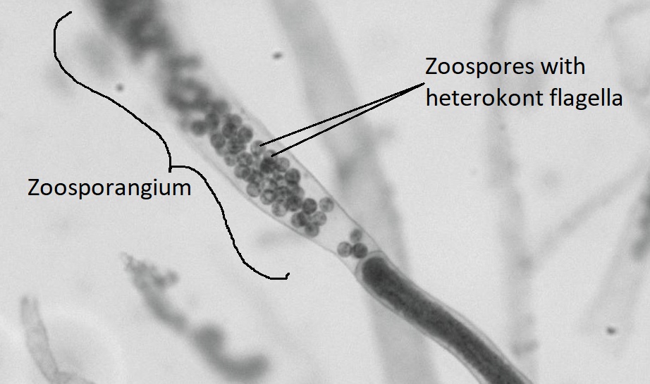 a Saprolegnia zoosporangium with mature zoospores