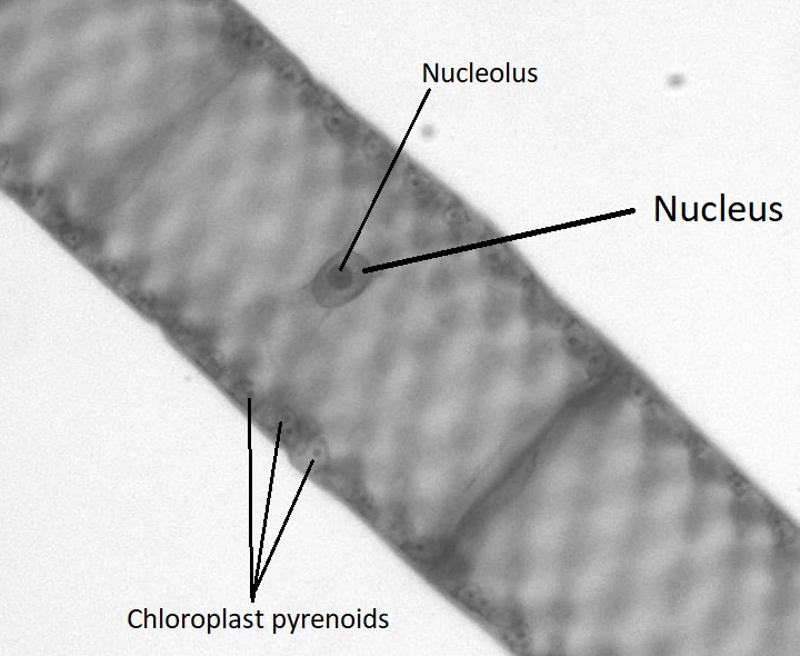 Spirogyra vegetative cell with the nucleus and chloroplast pyrenoids labeled