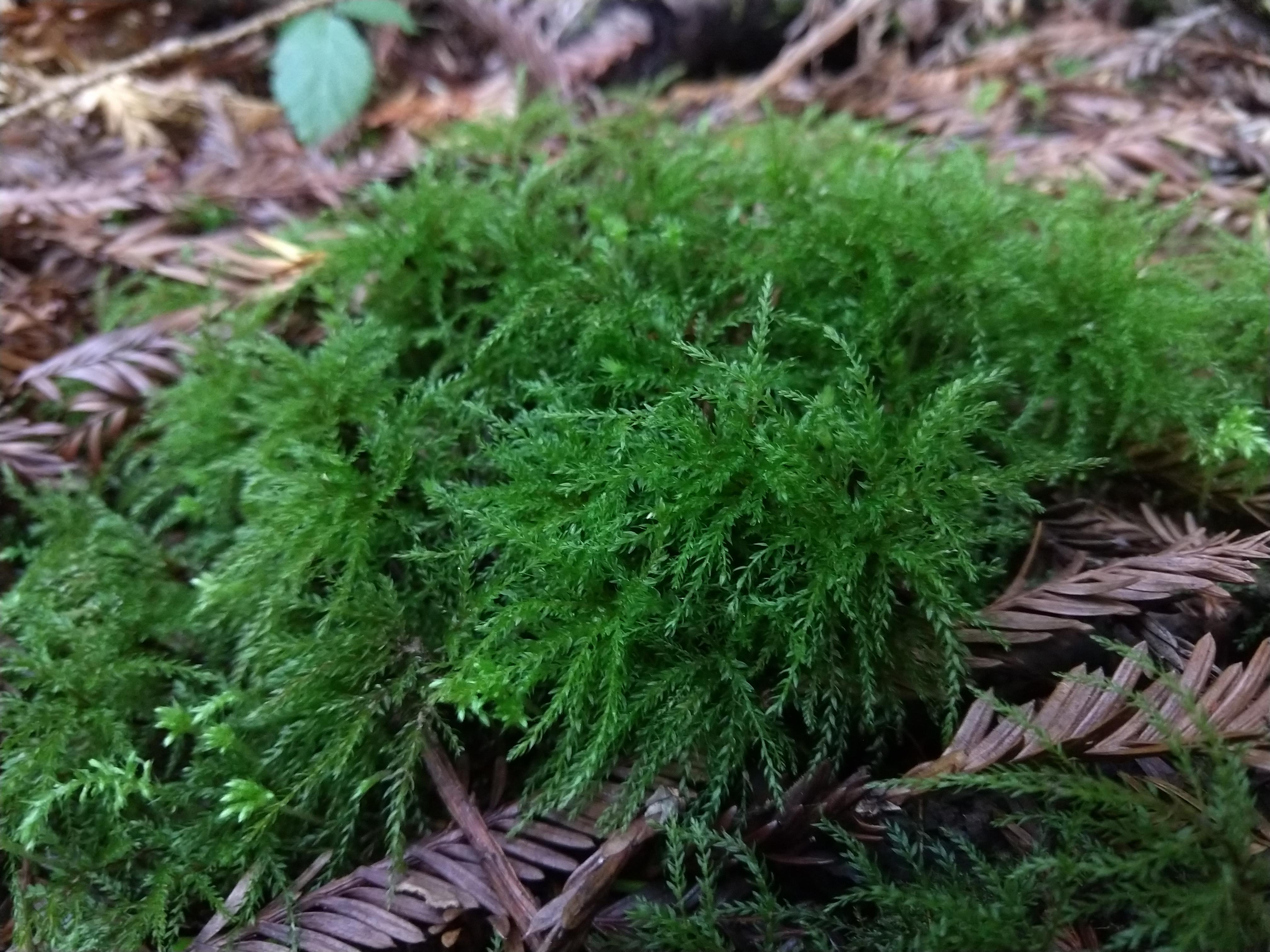 A clump of mosses. Many tiny stems covered in leaves. 