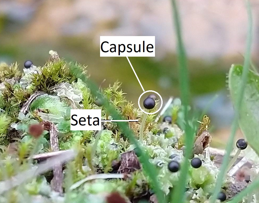 Liverwort sporophytes growing amongst mosses and other small plants