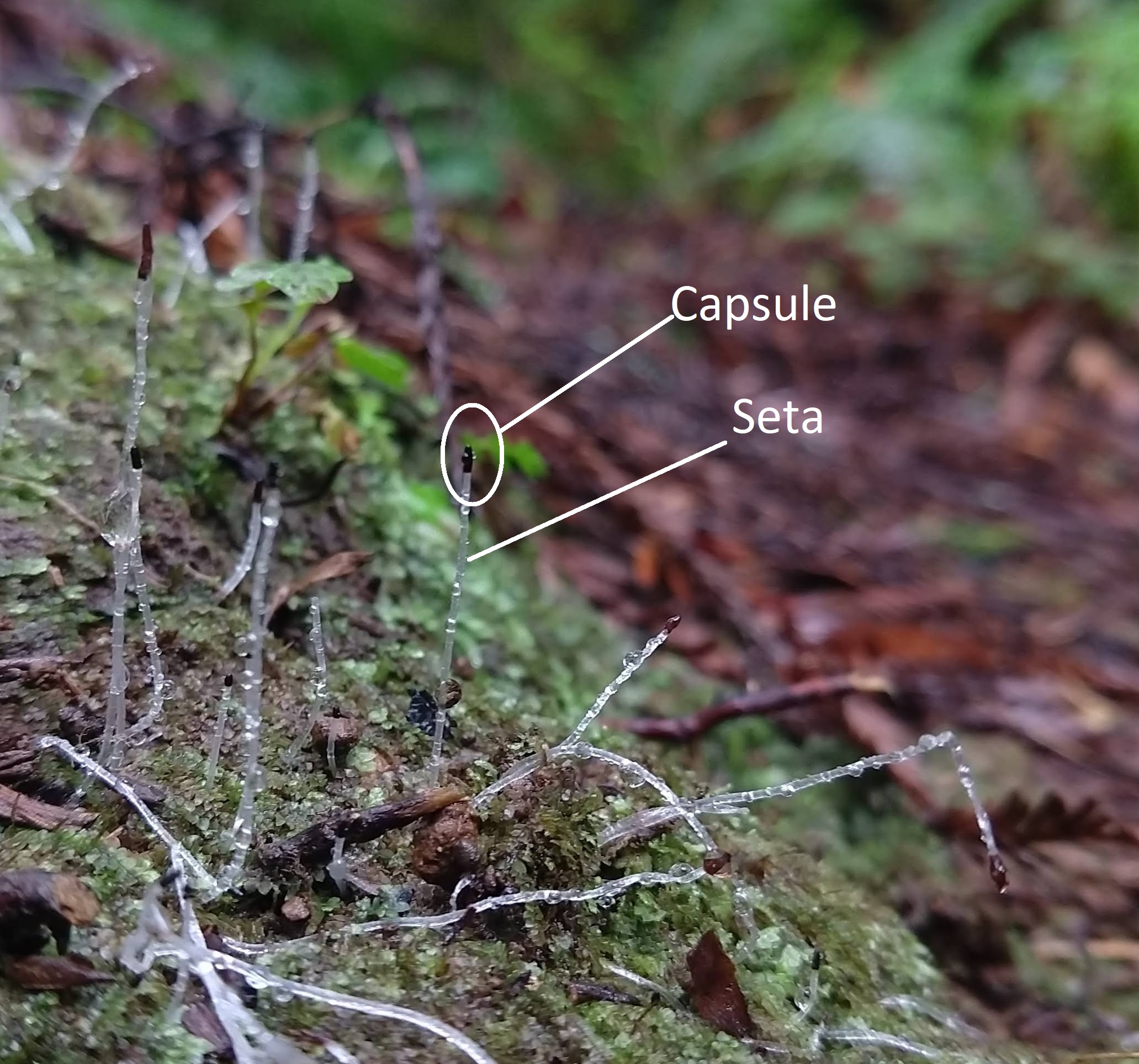 Liverwort sporophytes that are longer and more delicate