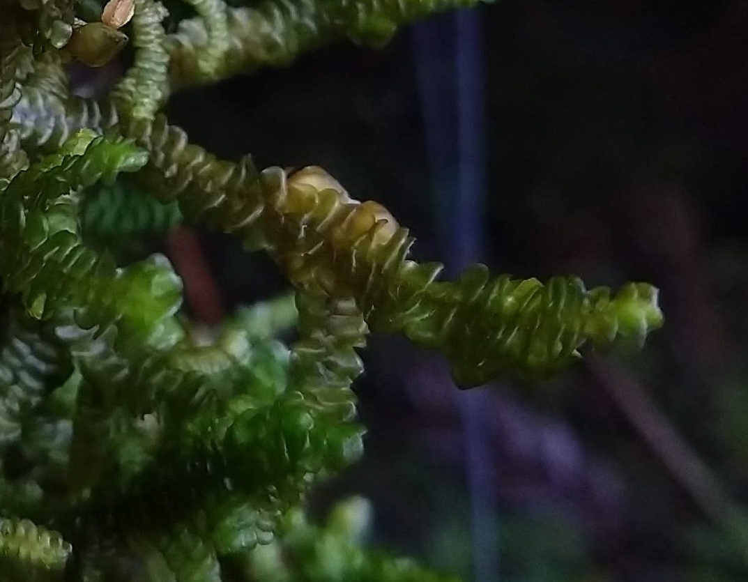 Porella, una hepática frondosa, con hojas dispuestas en un solo plano