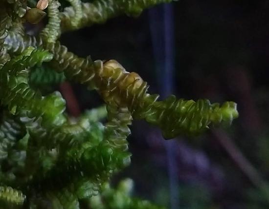 Porella, a leafy liverwort, with leaves arranged in a single plane