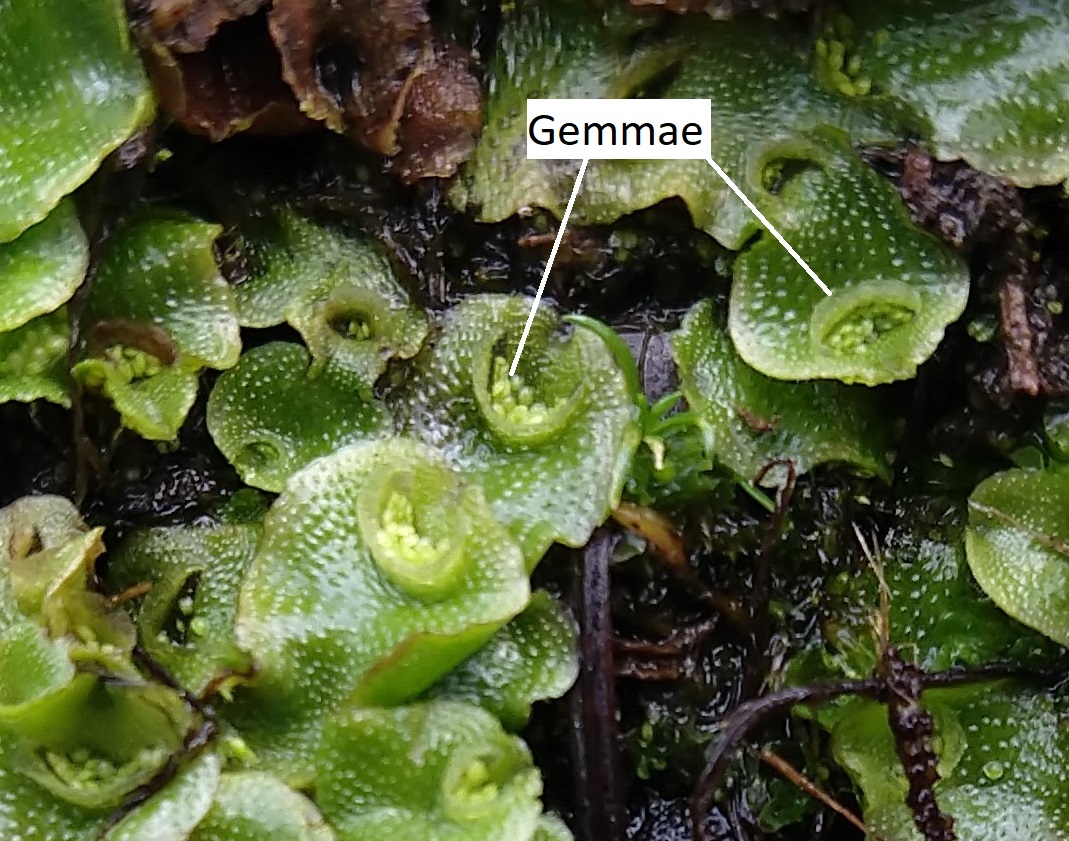 A Lunularia thallus covered with gemmae cups that are shaped like crescents