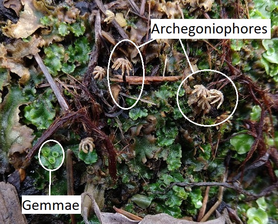 Gemmae cups and archegoniophores on the thalloid liverwort Marchantia