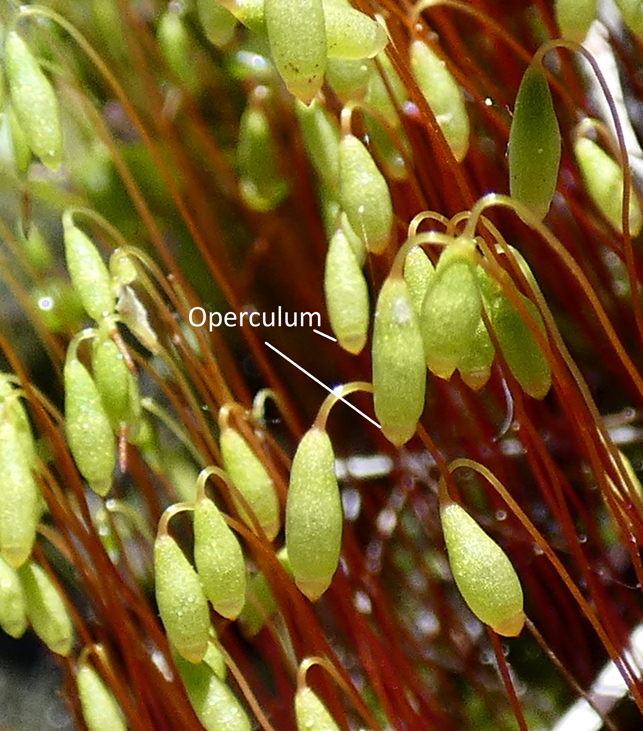 Moss sporophytes without calyptras, showing the operculum of each
