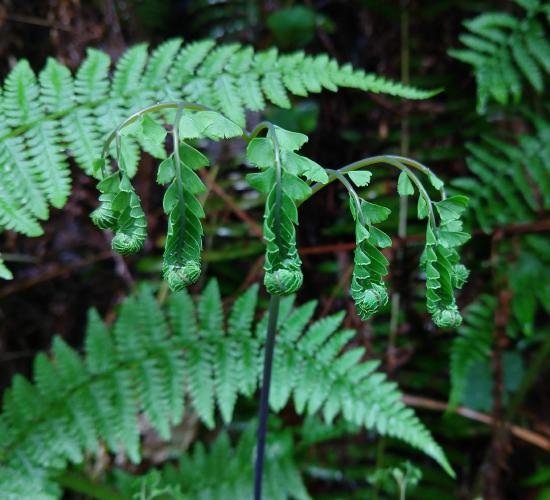 A five-finger maidenhair fern in the process of circinate vernation