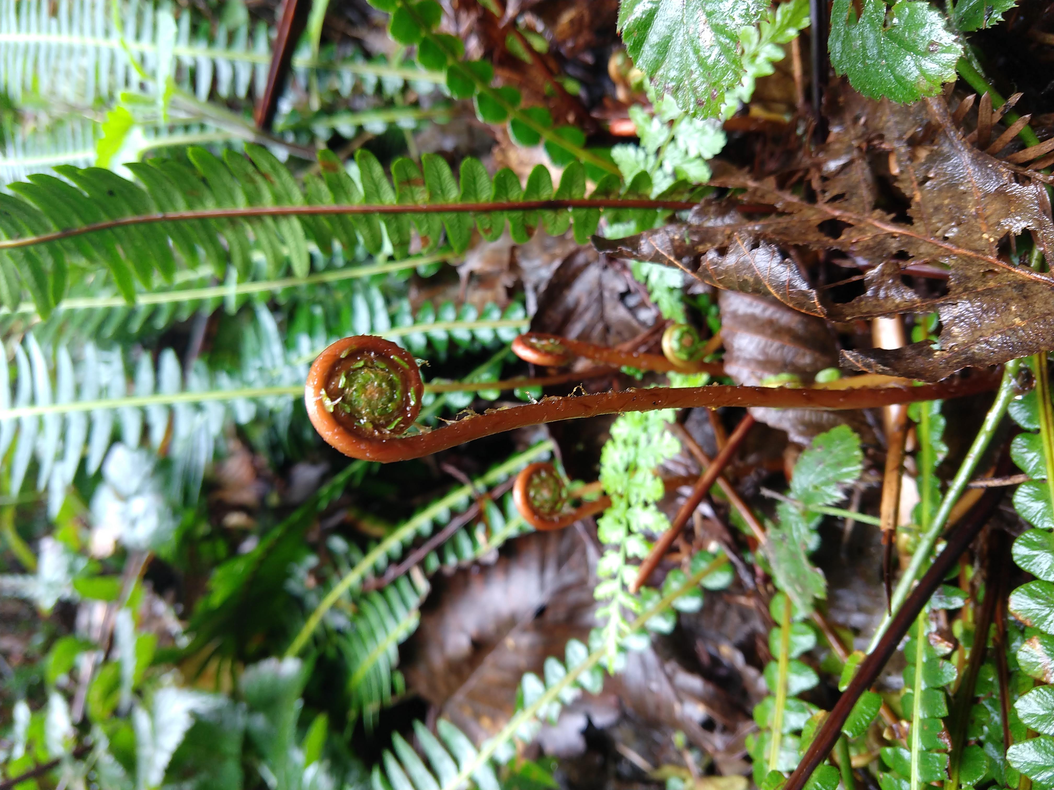 The fiddlehead of a deer fern frond