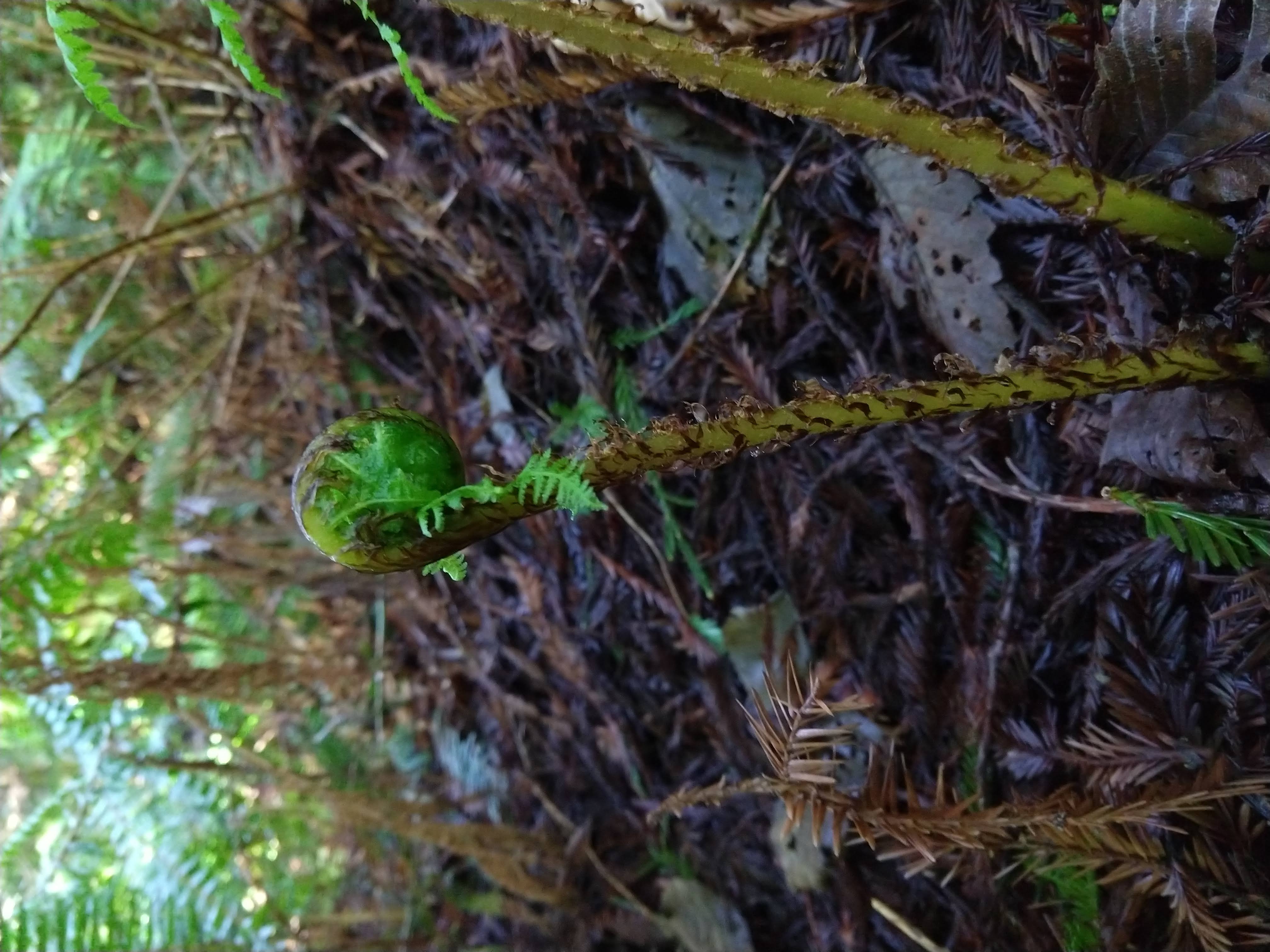 The fuzzy fiddlehead of a sword fern frond