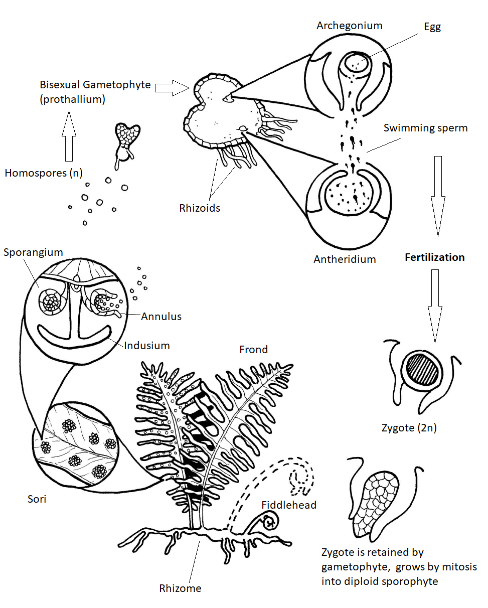 diagrama del ciclo de vida del helecho con partes importantes etiquetadas