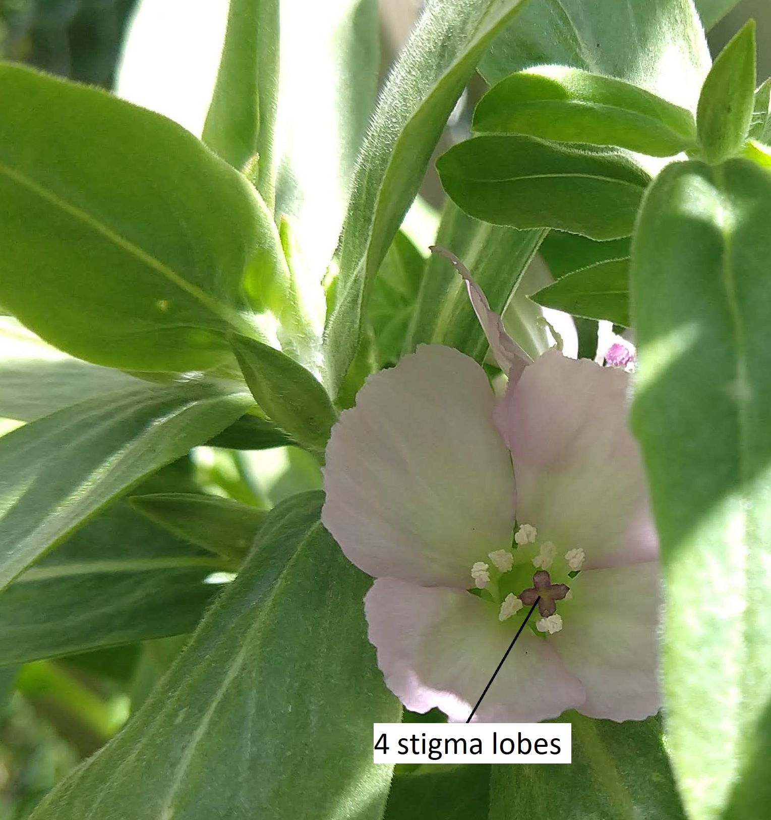 Una flor Clarkia que es 4-merosa
