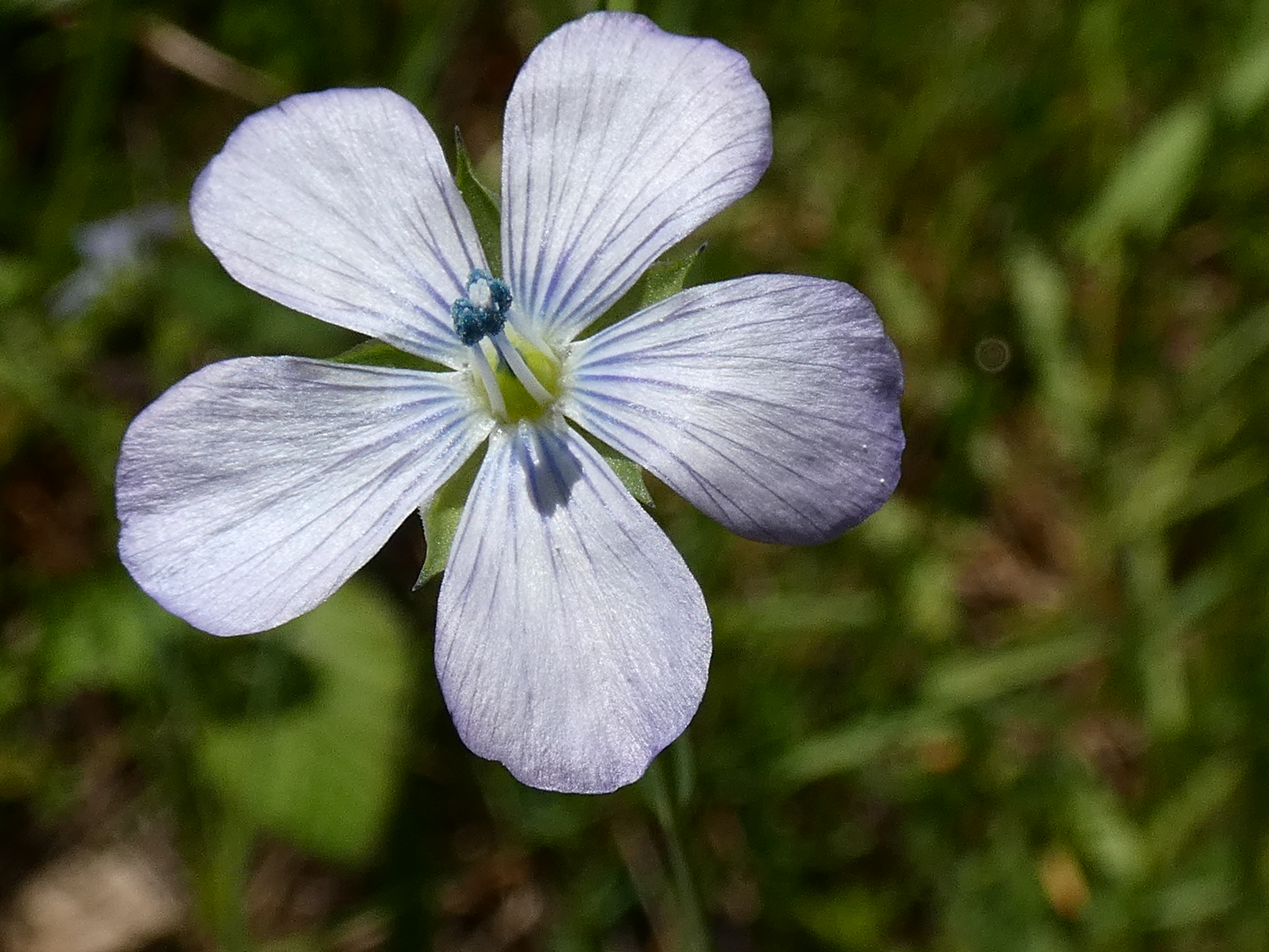 A Flax flower that is 5-merous