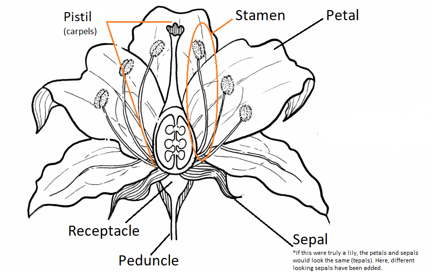 Sección larga a través de un lirio mostrando anatomía floral