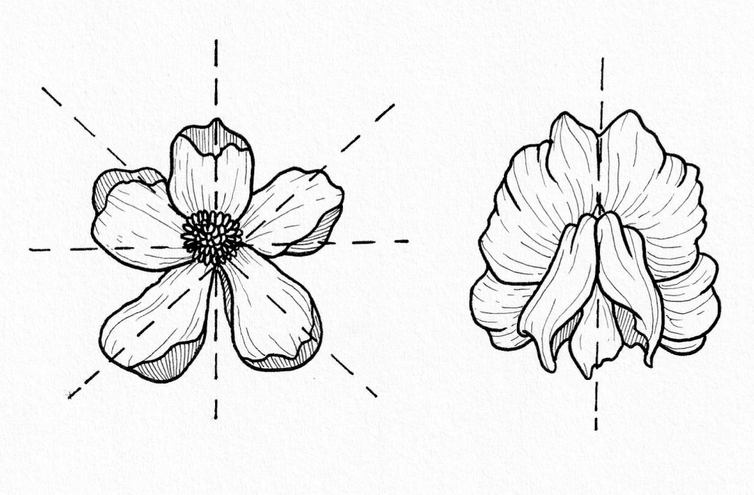 Diagrama que muestra simetría floral
