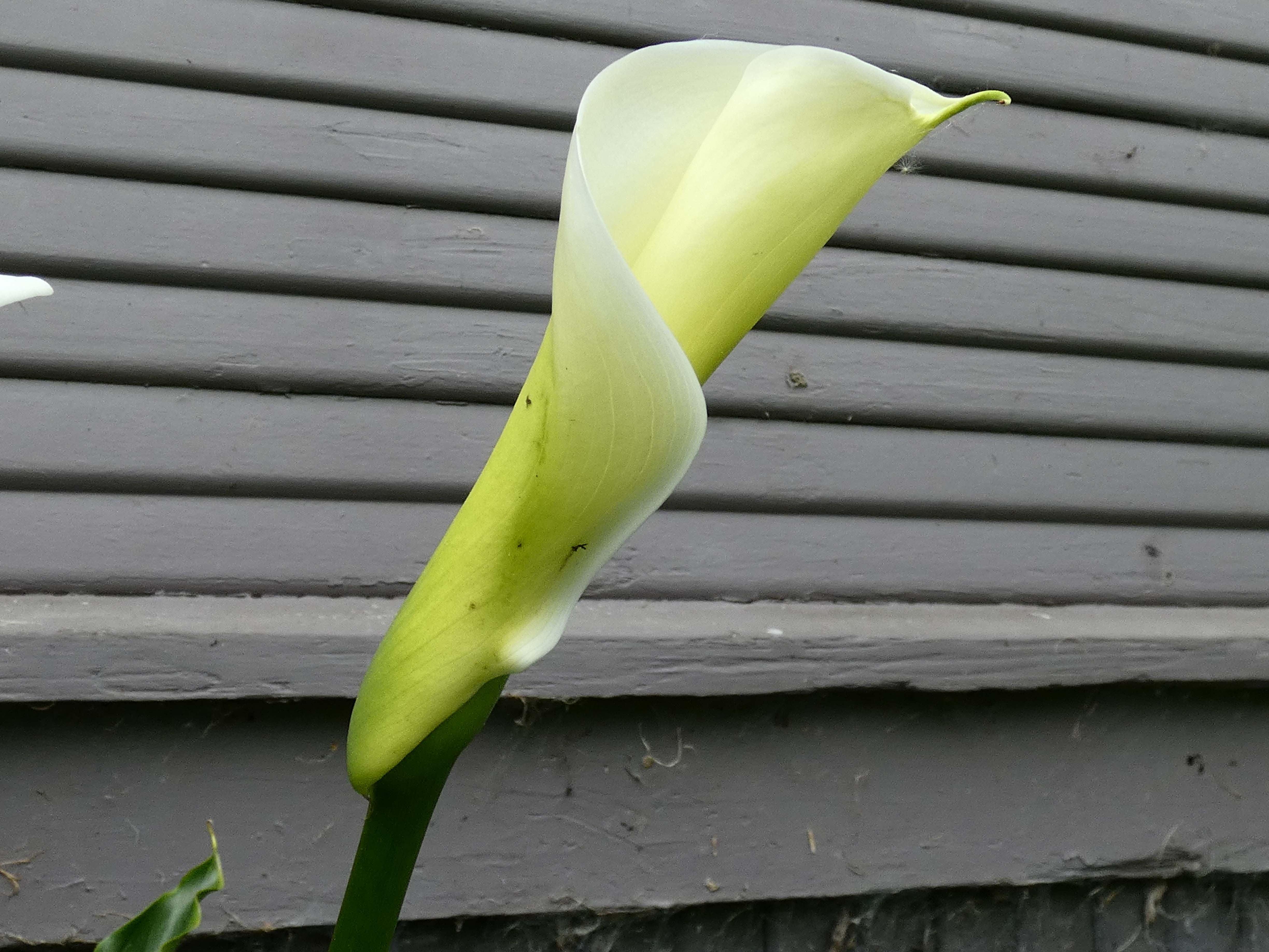 The spathe of a Calla lily