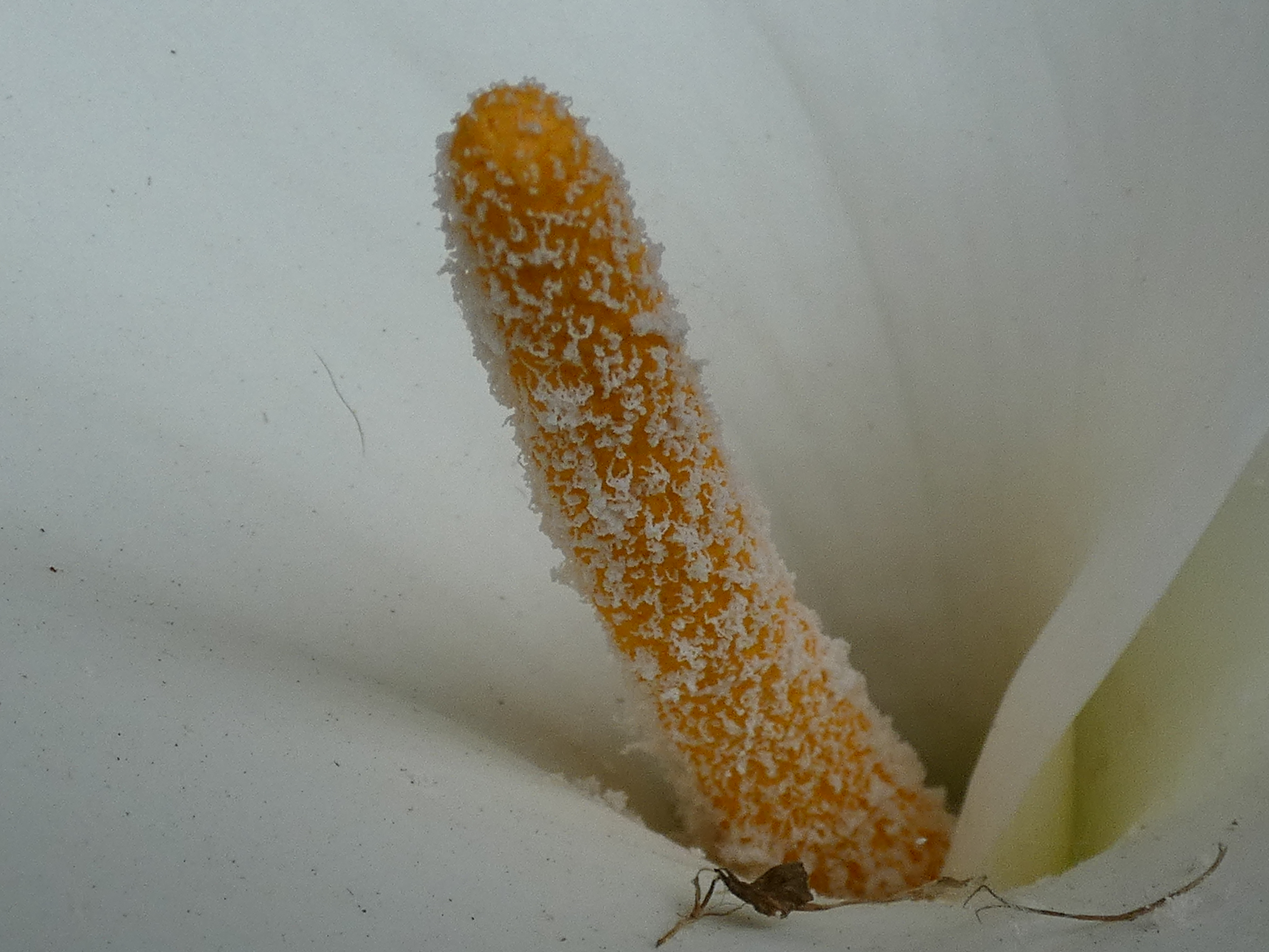 The top of a Calla lily spadix