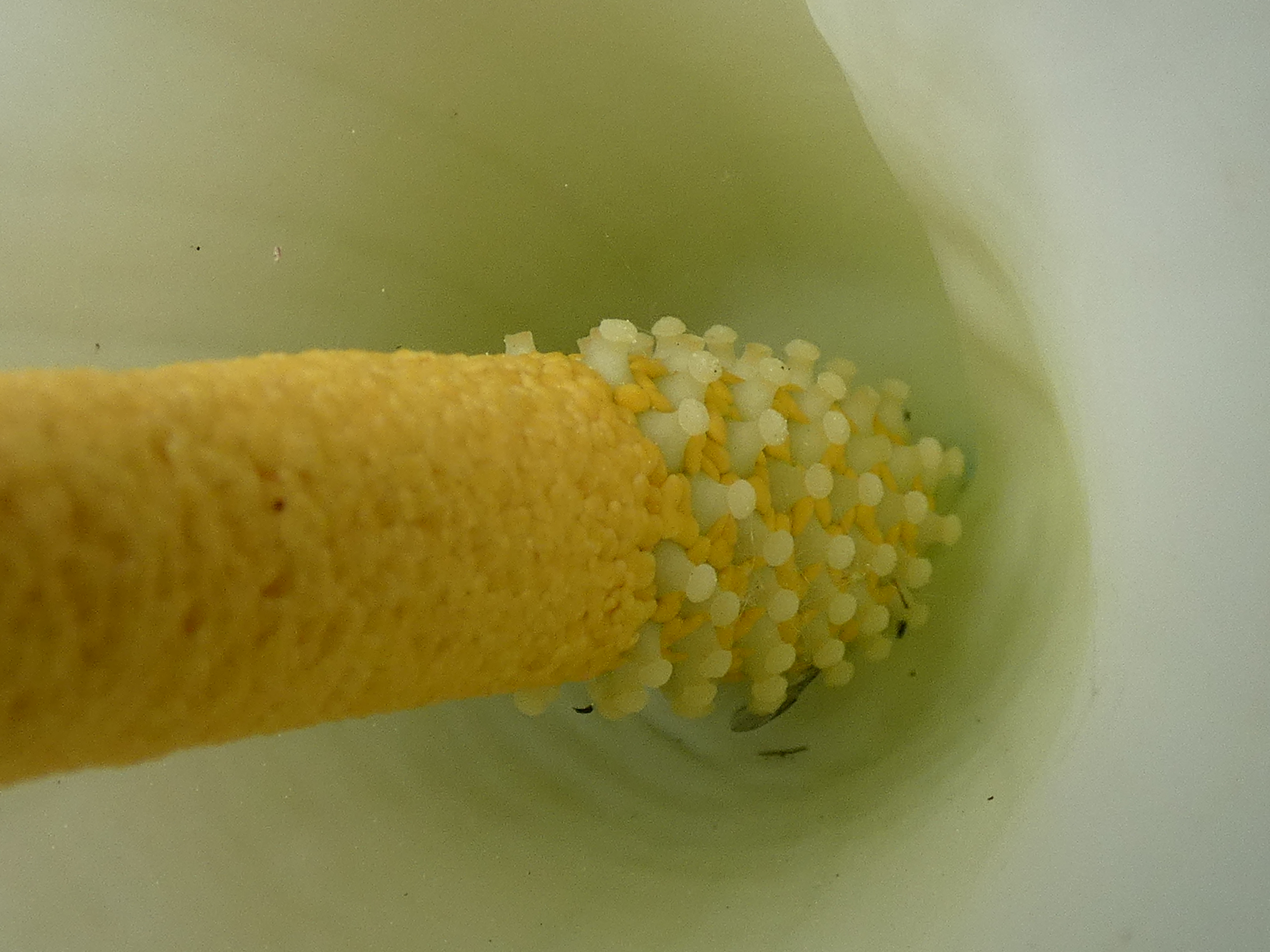 The base of a Calla lily spadix