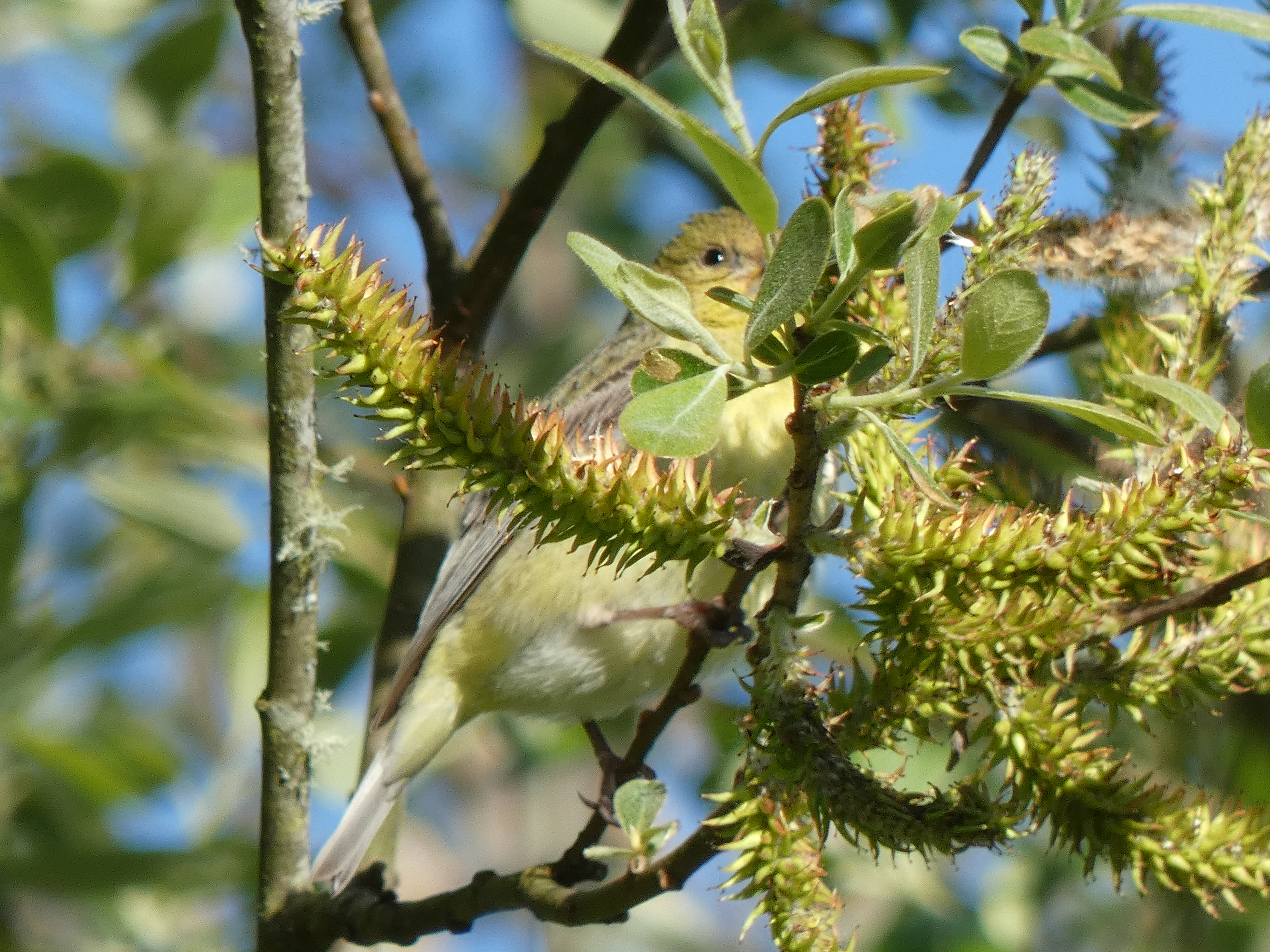 Willow female catkins