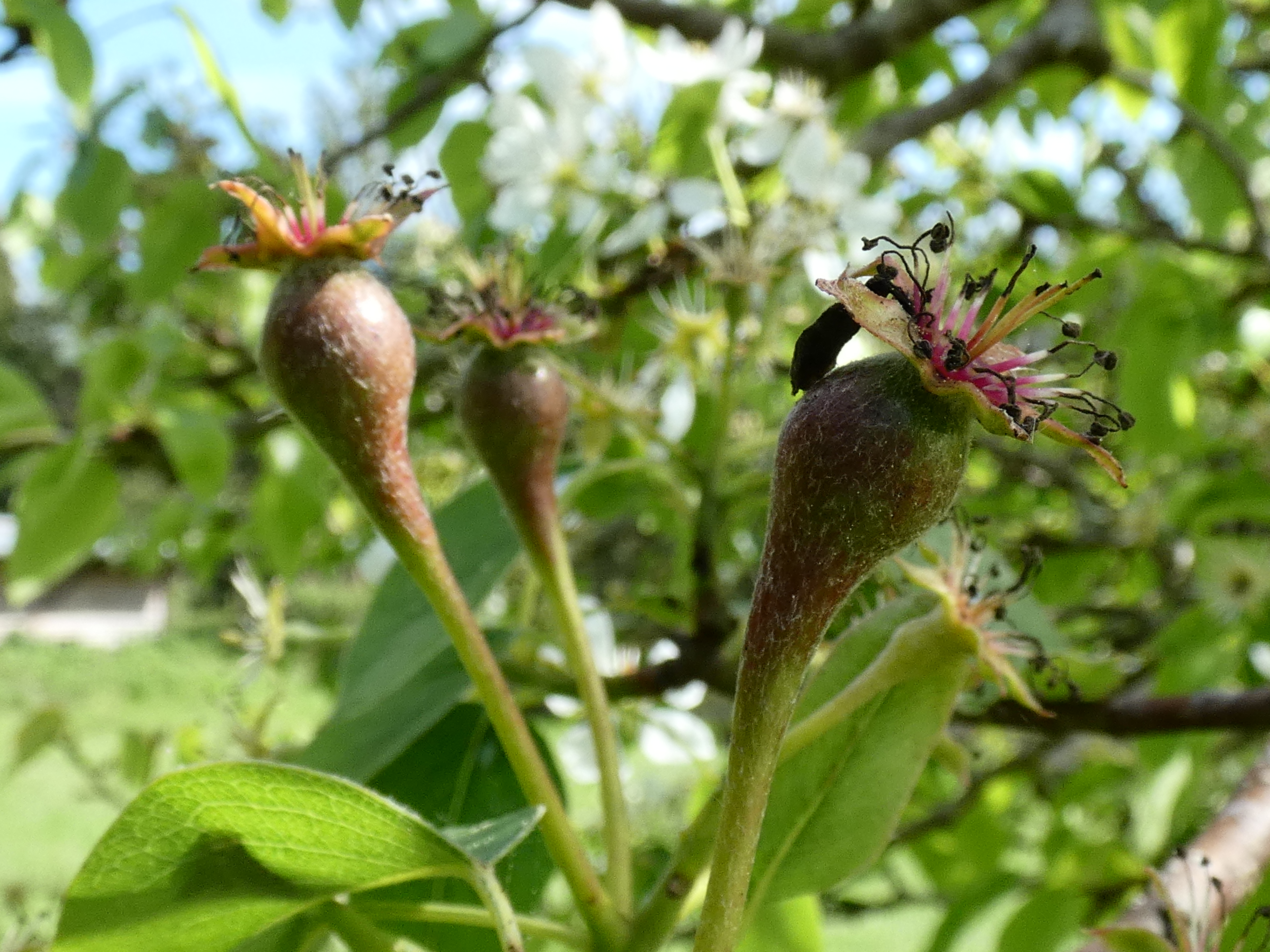 Un racimo de flores de pera del mismo árbol que ha perdido su perianto y los ovarios comienzan a hincharse