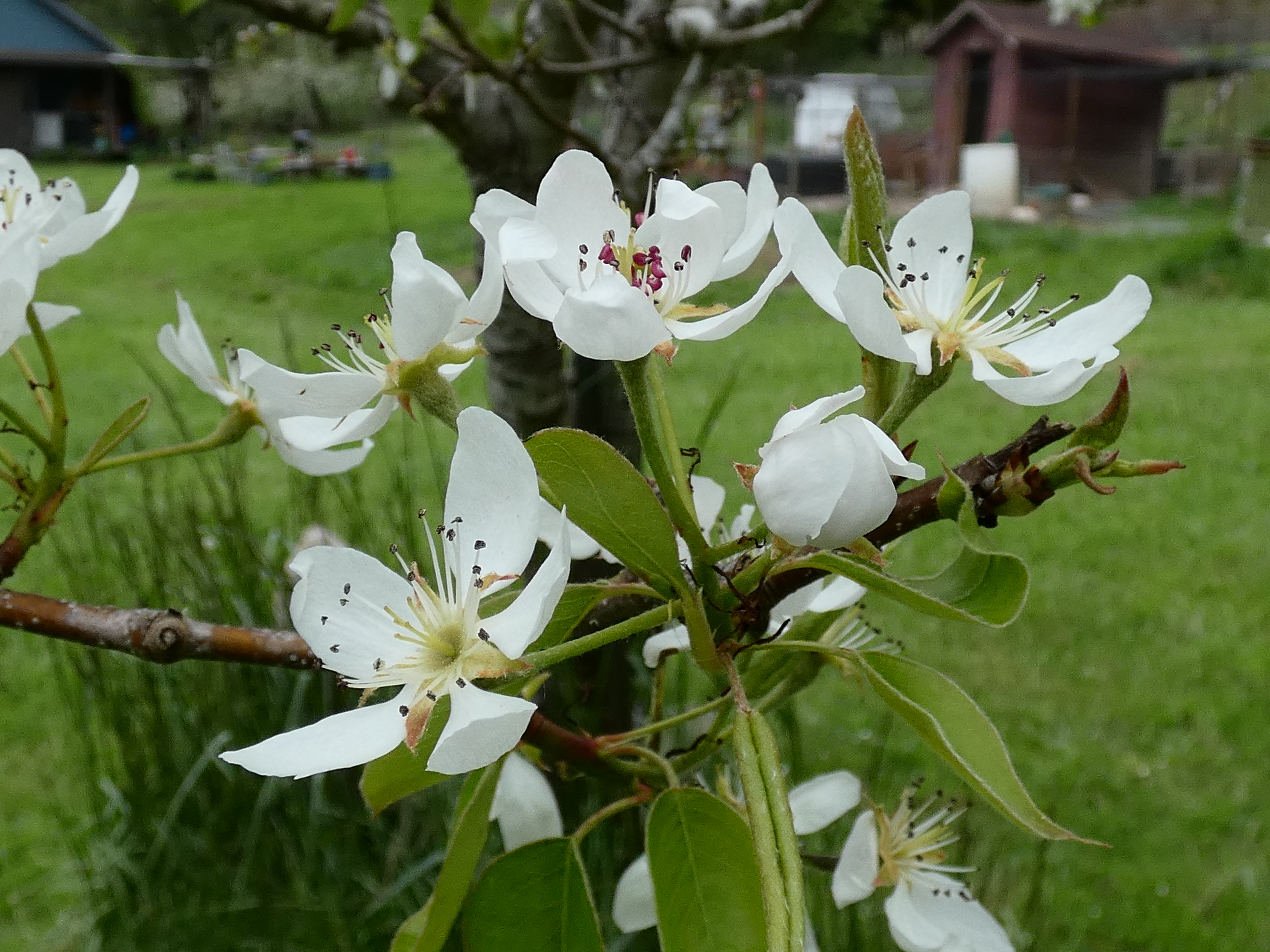 A cluster of pear blossoms