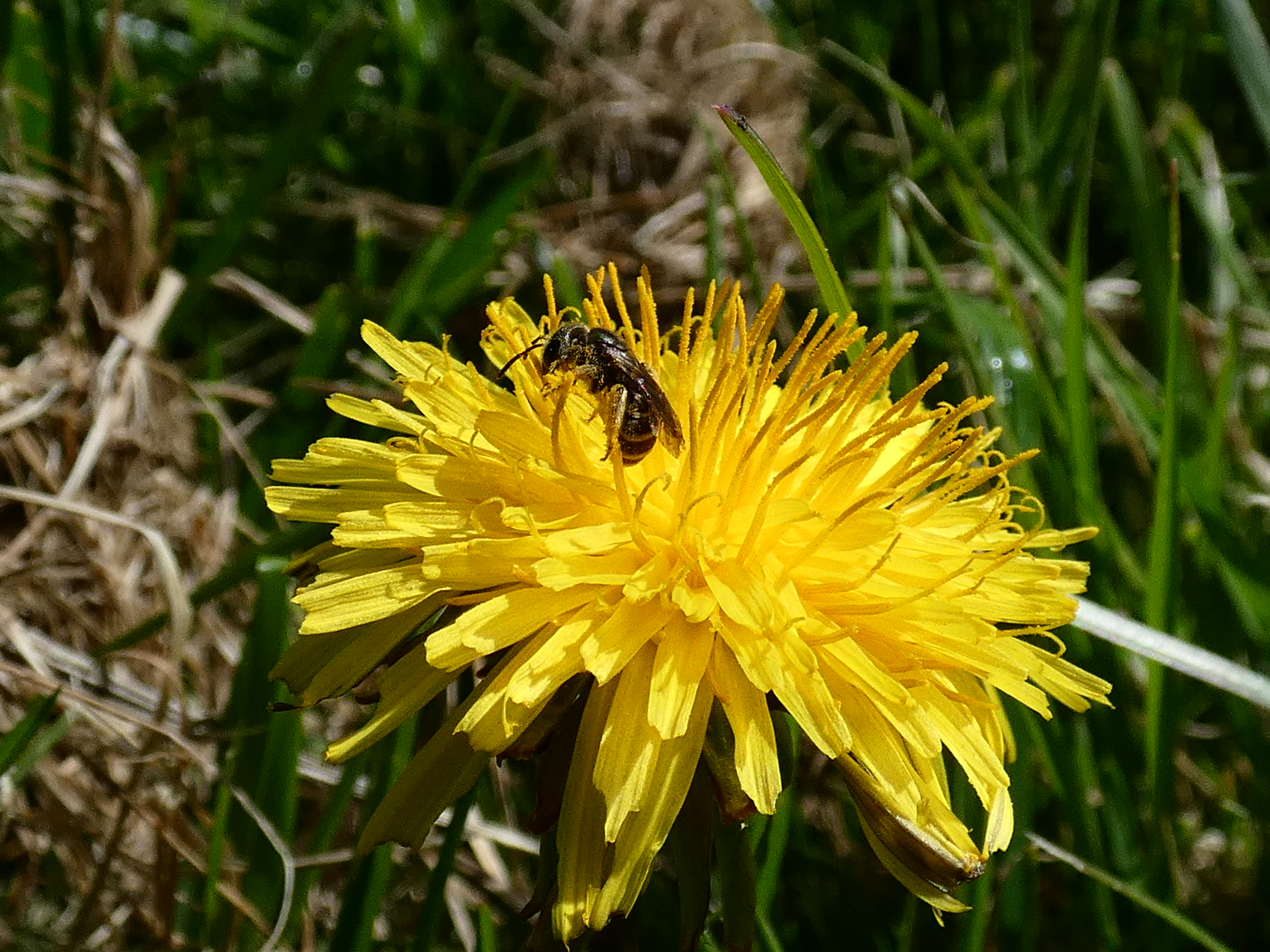 This dandelion is yellow with a surface for an insect to land on.