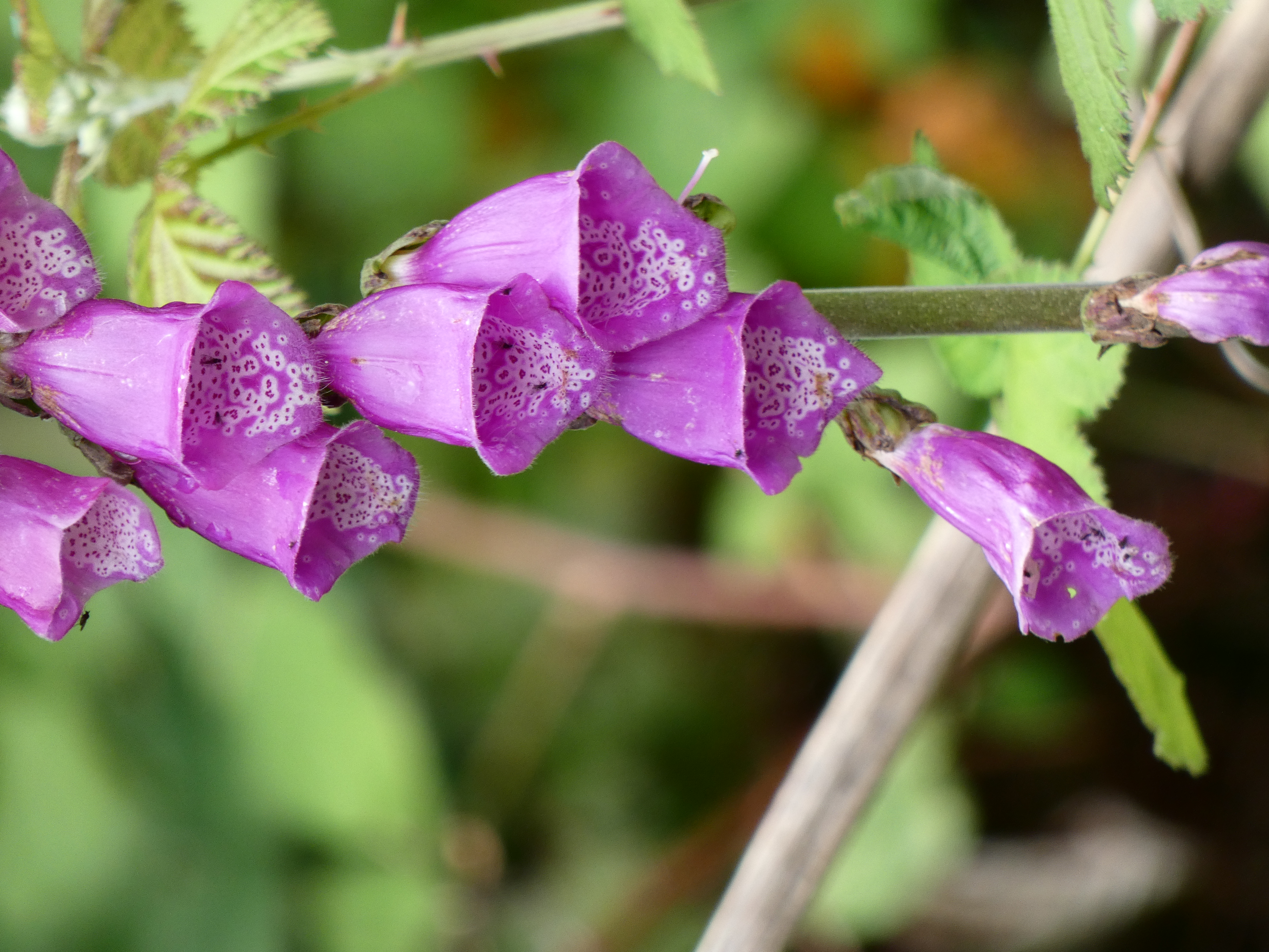 A foxglove inflorescence with bell-shaped, purple flowers. The entrance to the flower has a speckled landing pad. 