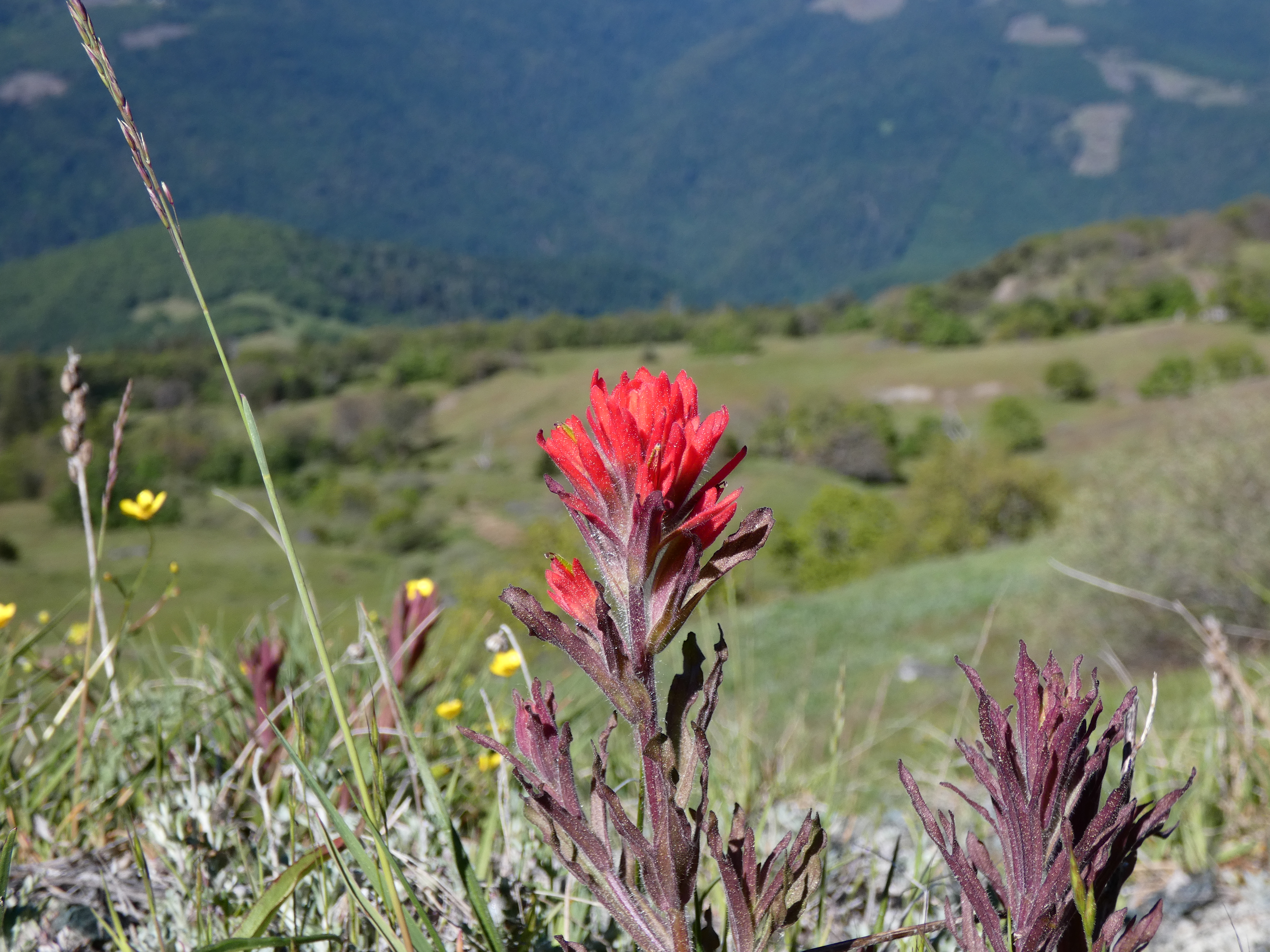 A cluster of Castilleja flowers pointing upright 