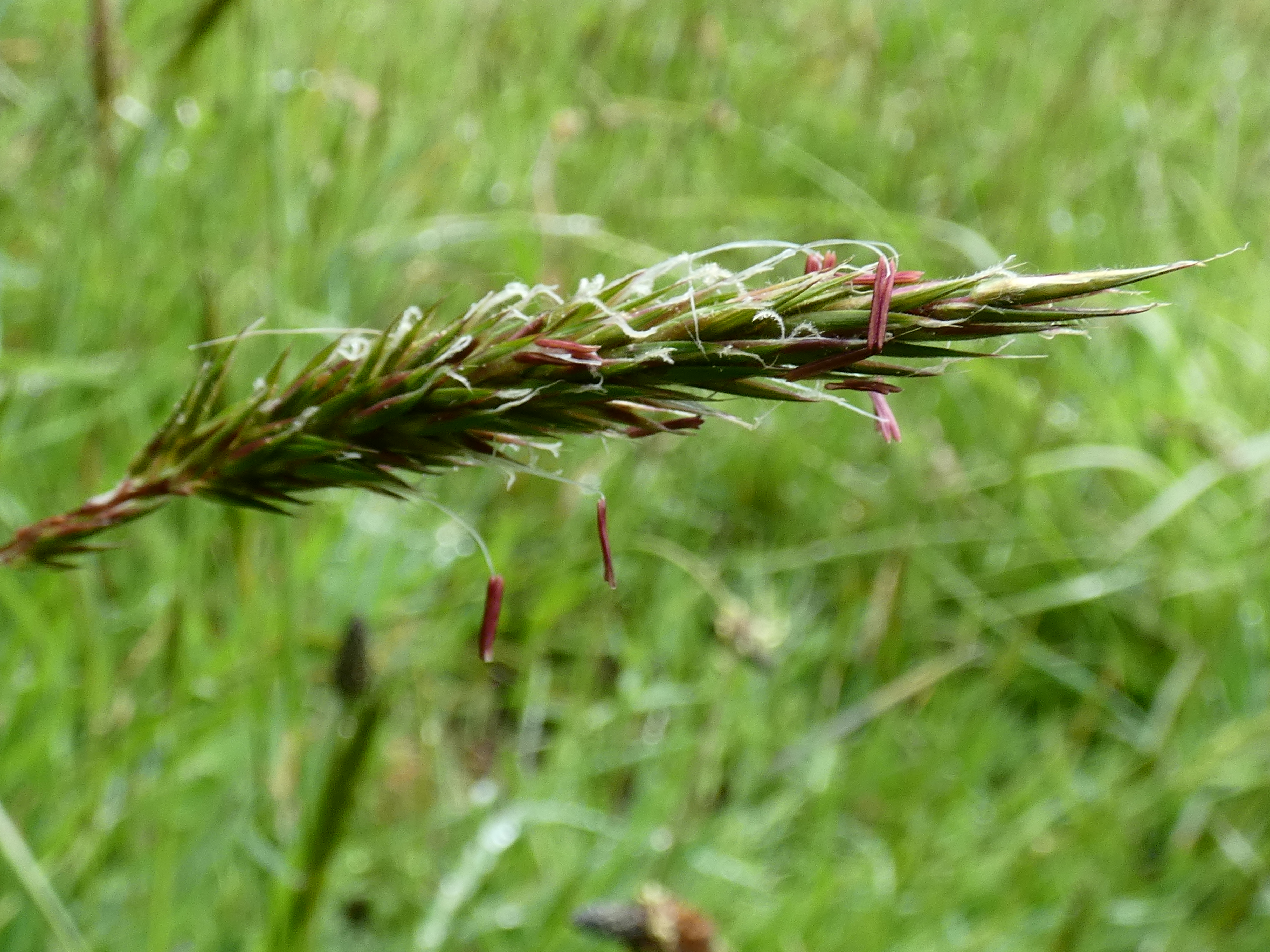 A grass inflorescence with large dangling anthers and feathery stigmas. No showy floral parts or colors are present.