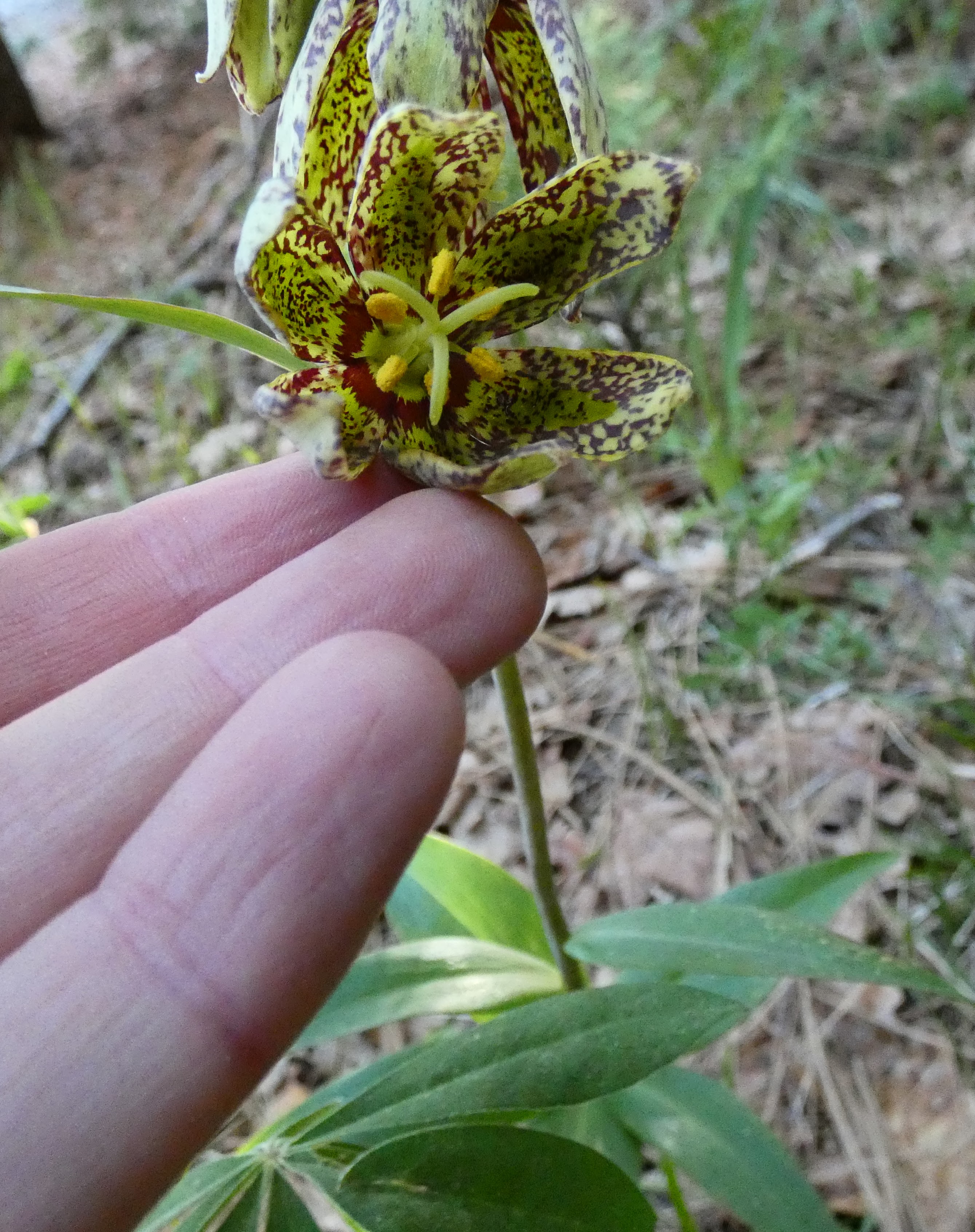 A Fritillaria flower, which is a large pendant flower. The petals are greenish and speckled with red.
