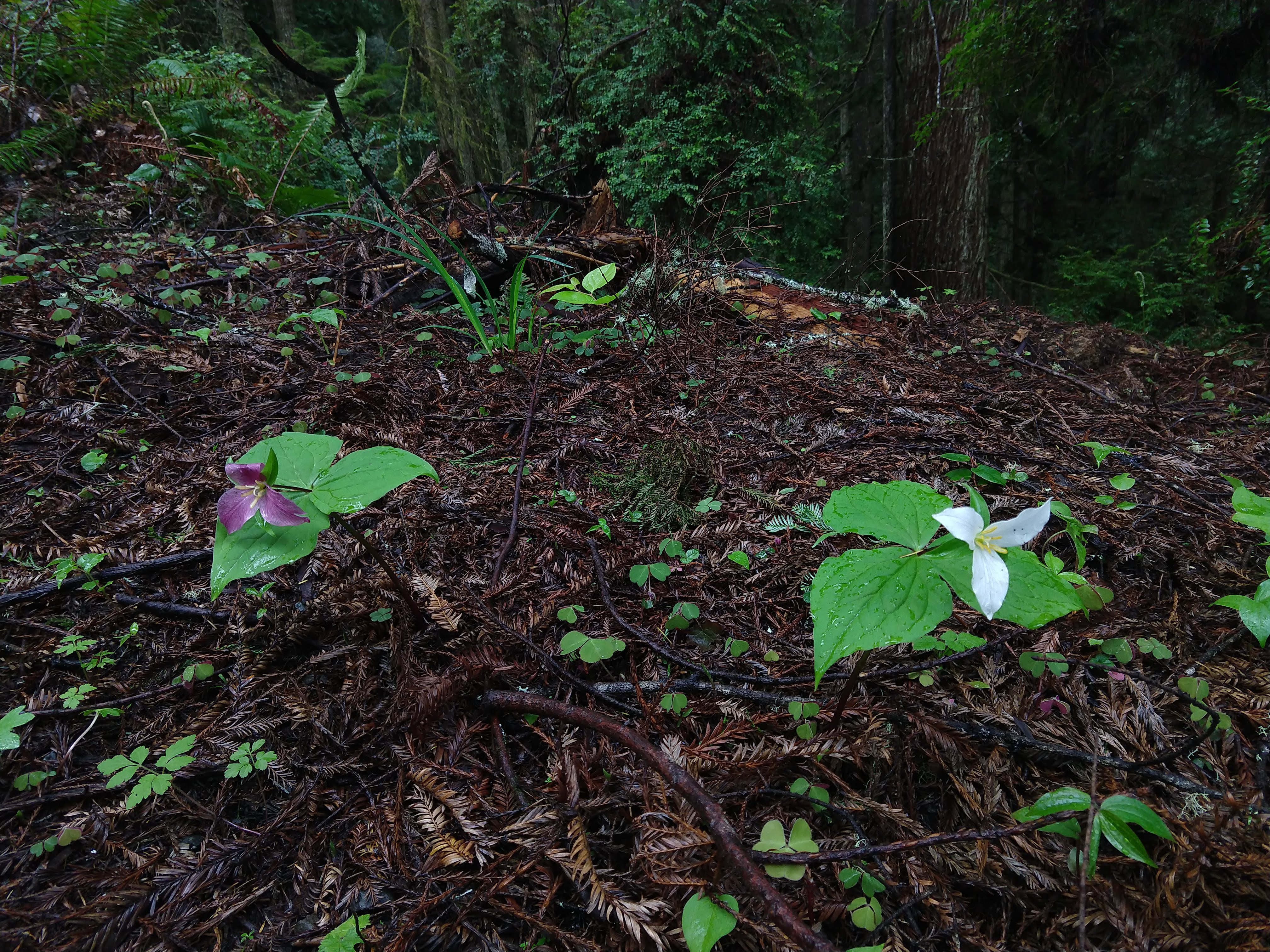 Two Trillium flowers of the same species. The one on the left is purple, while the one on the right is white. 