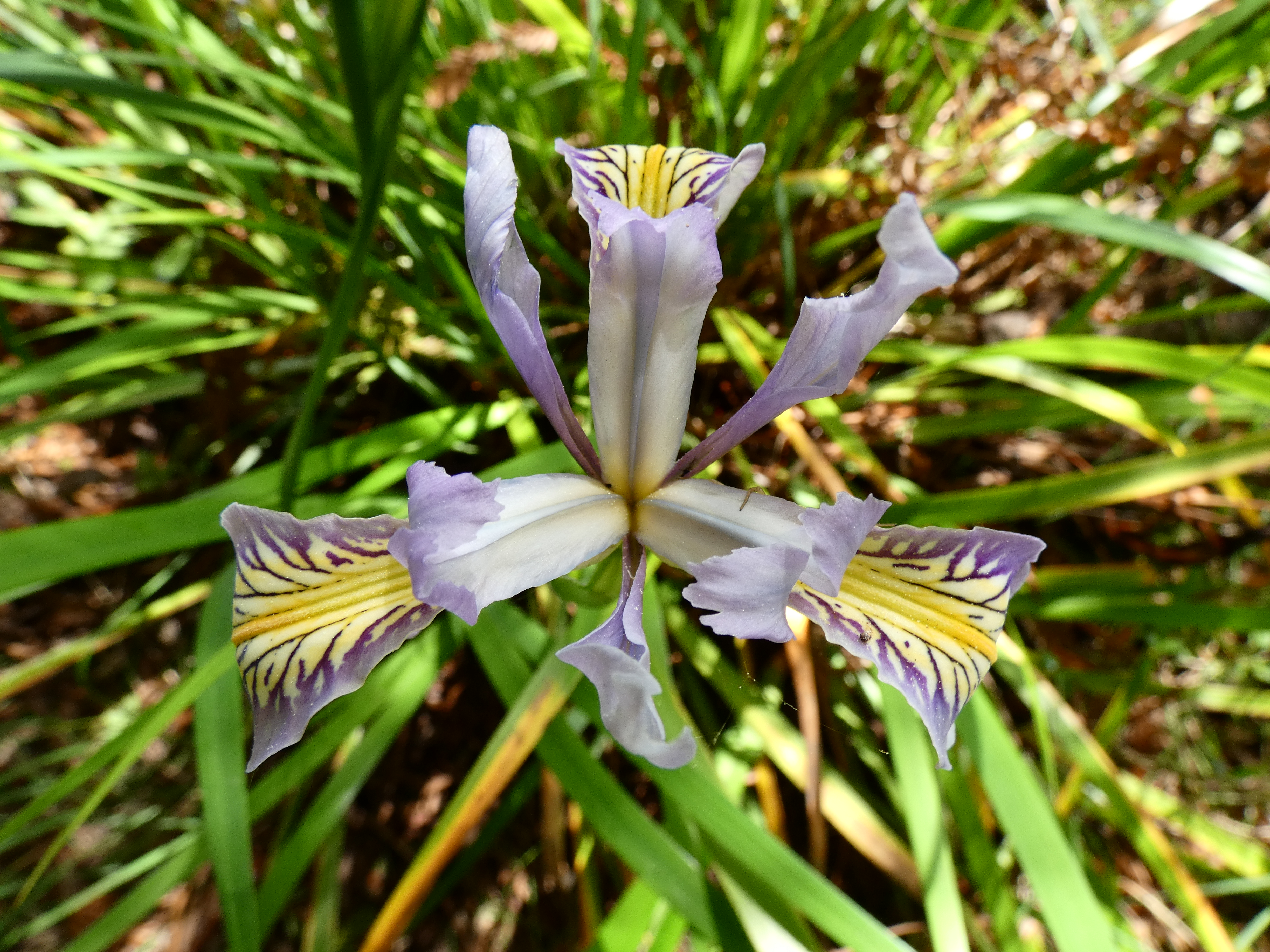 A purple and yellow Iris flower with nectar guides to lead the bee to the center of the flower. 