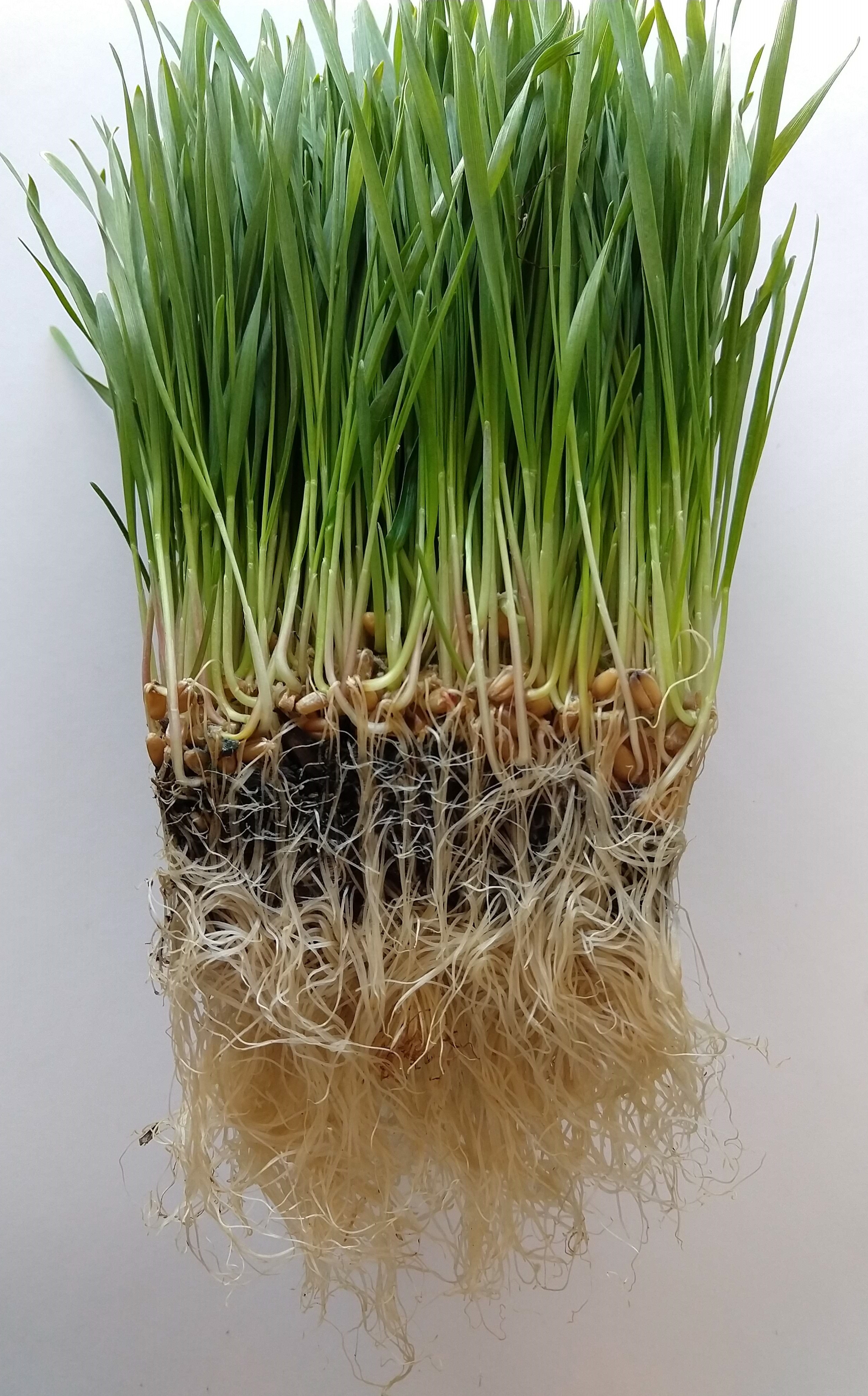 Newly sprouted wheatgrass removed from its container