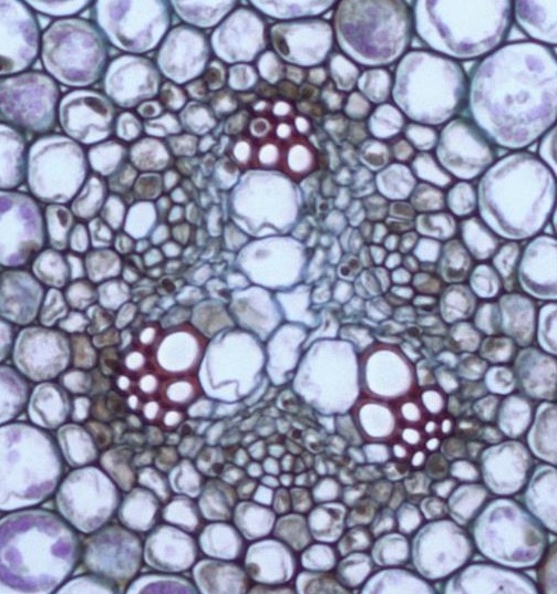 A close up of the Ranunculus young root vascular cylinder 