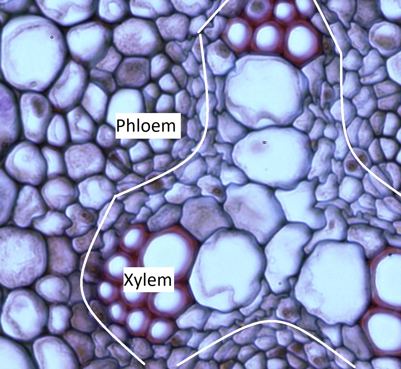 El mismo cilindro vascular pero con el procambium, xilema y floema indicados