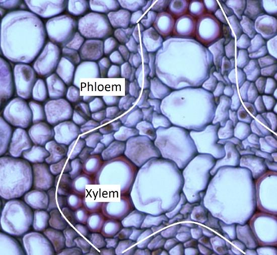 The same vascular cylinder but with the procambium, xylem, and phloem indicated