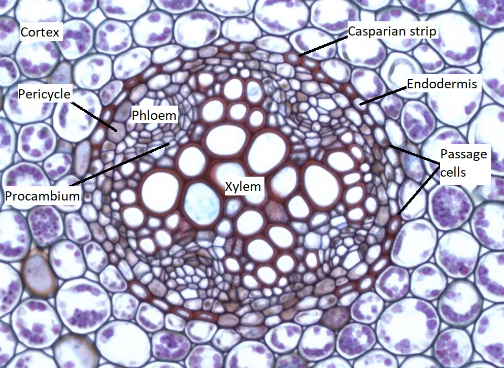 Un cilindro vascular radicular maduro de ranúnculo