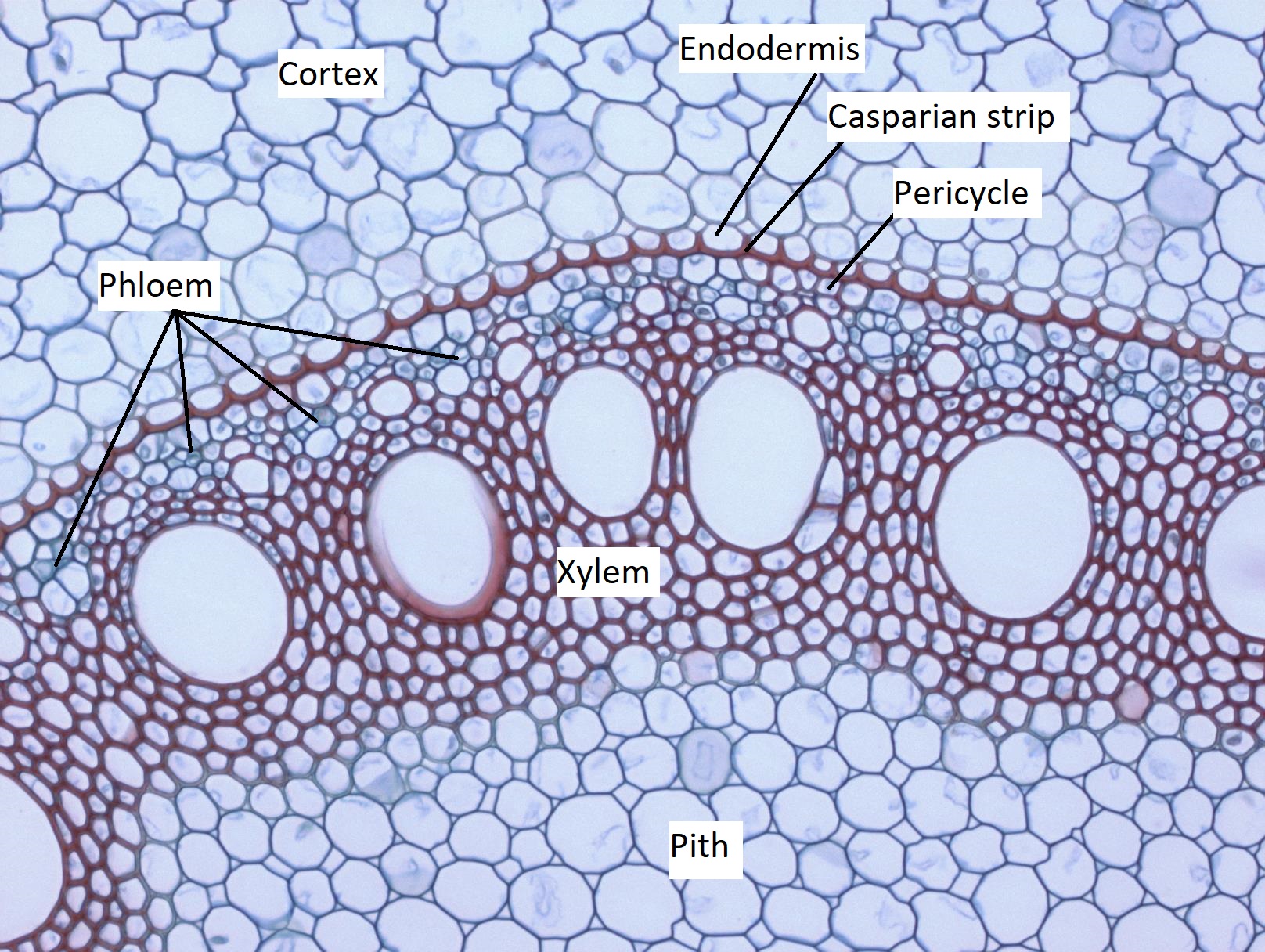 Zea mays root vascular cylinder cross section