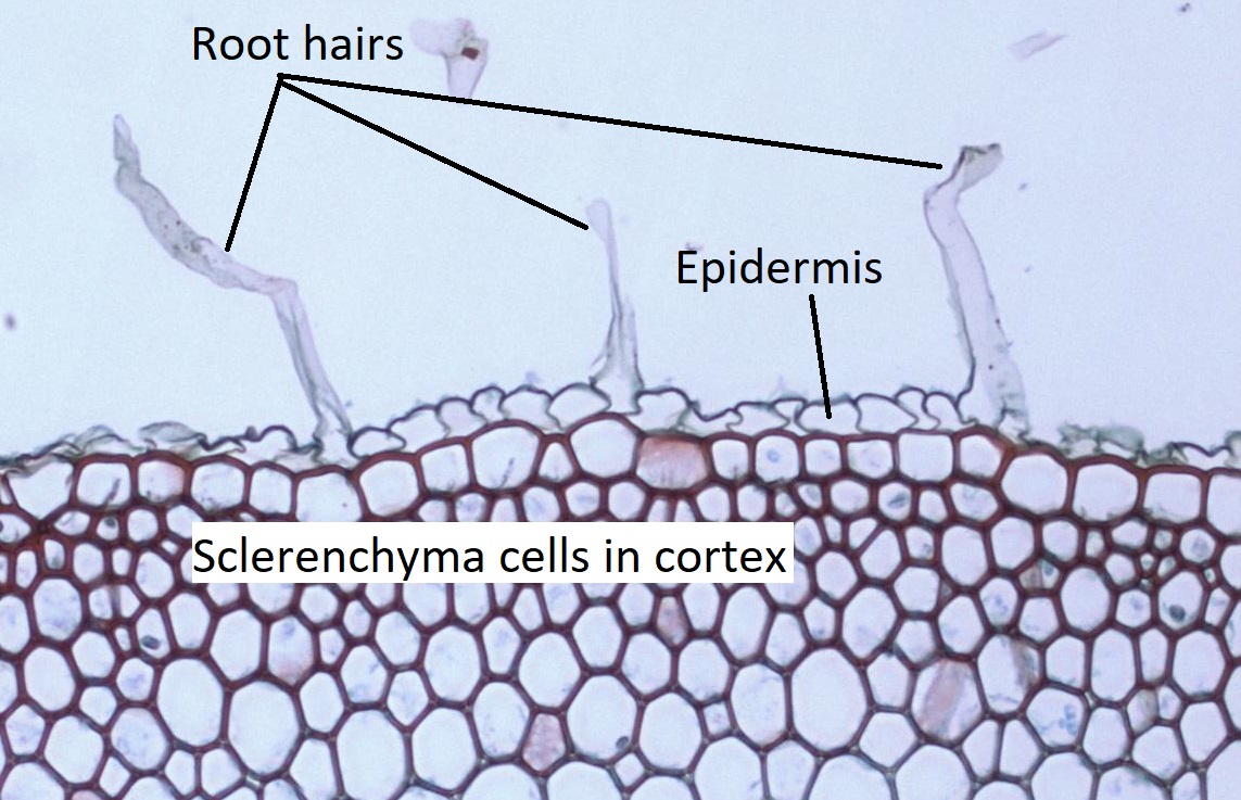 Zea mays root epidermis cross section with root hairs 